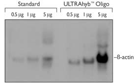 ULTRAhyb™-Oligo vs a Standard Hybridization Buffer Using DNA Probes