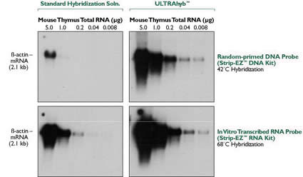 ULTRAhyb™ versus a Standard Hybridization Buffer Using DNA and RNA Probes