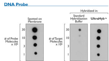 ULTRAhyb™ vs Standard Hybridization Buffer
